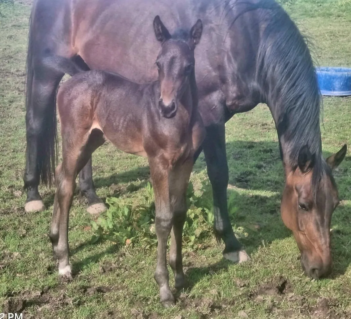 Mare and foal at foot - Image 1