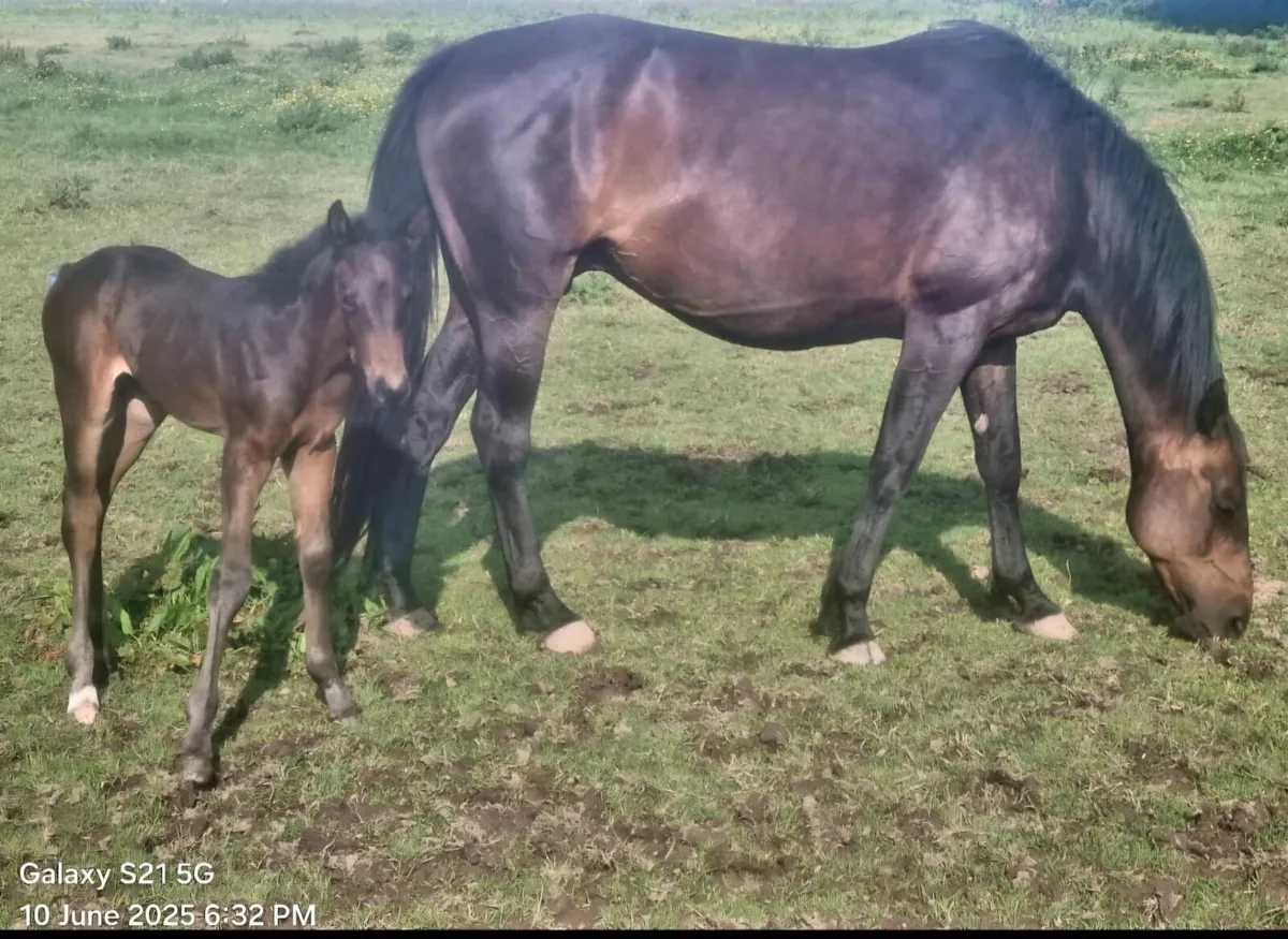 Mare and foal at foot - Image 3