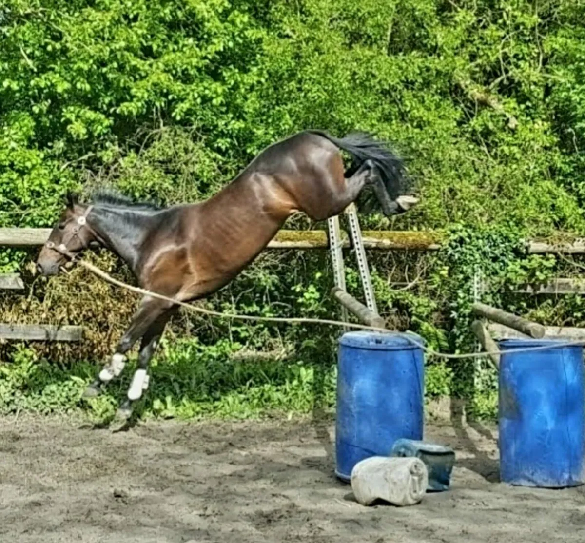 Mare and foal at foot - Image 4