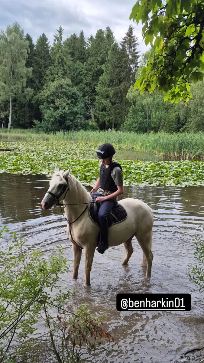 13.2 Gelding For Sale - Image 1