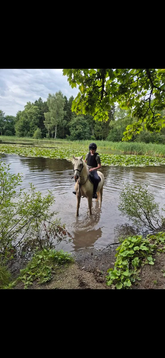13.2 Gelding For Sale - Image 2
