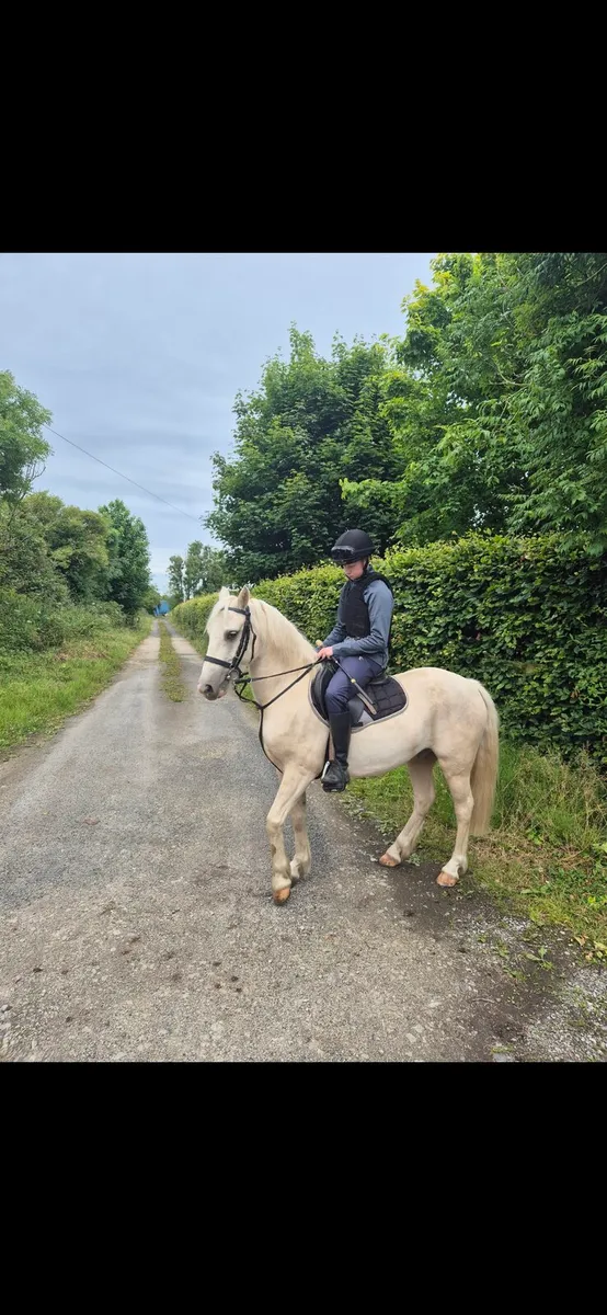 13.2 Gelding For Sale - Image 3