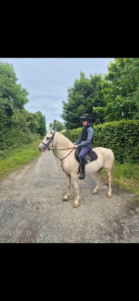 13.2 Gelding For Sale - Image 4