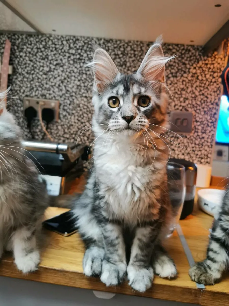 TICA Registered maine coon kittens - Image 3