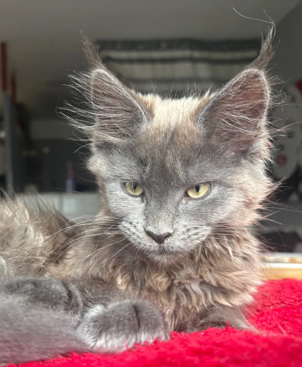 Maine Coon kittens - Image 1