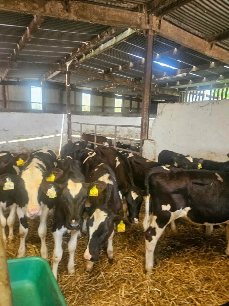 5 month old heifers - Image 1