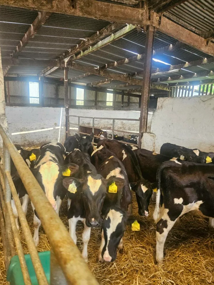 5 month old heifers - Image 2