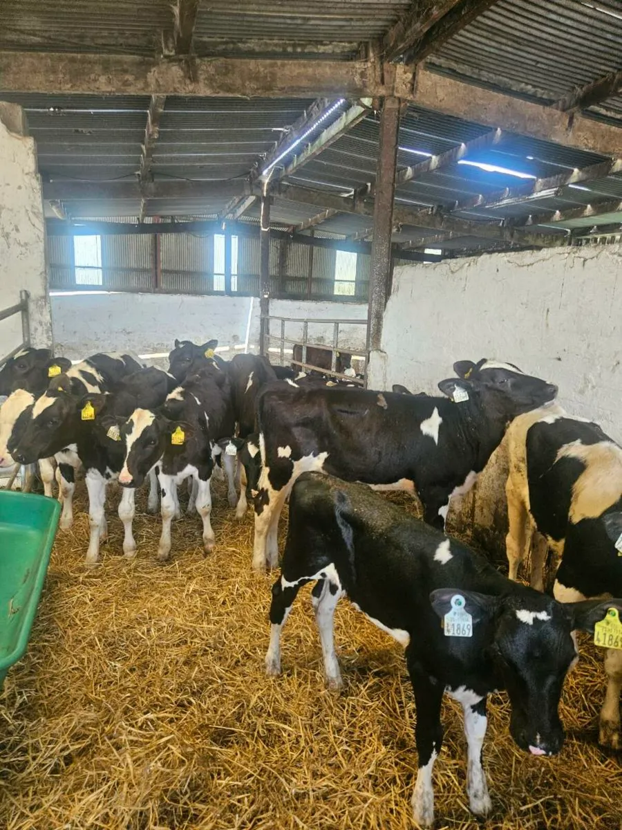 5 month old heifers - Image 3