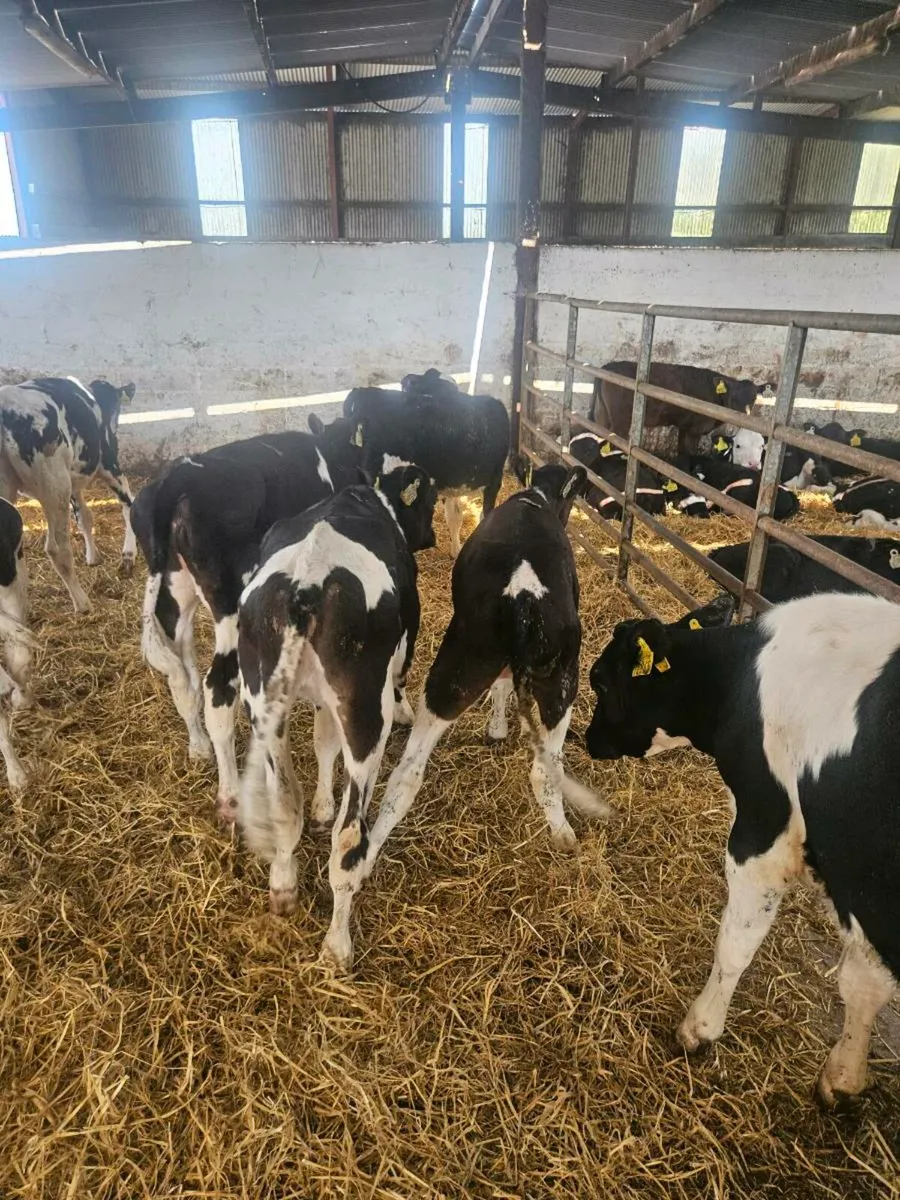 5 month old heifers - Image 4