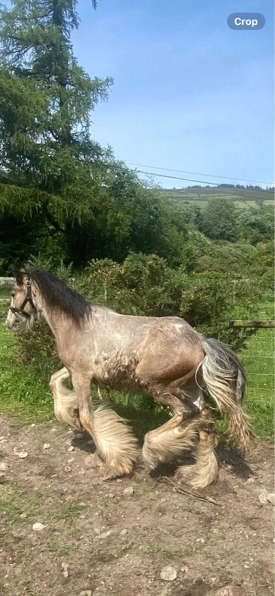 Horse - Image 1