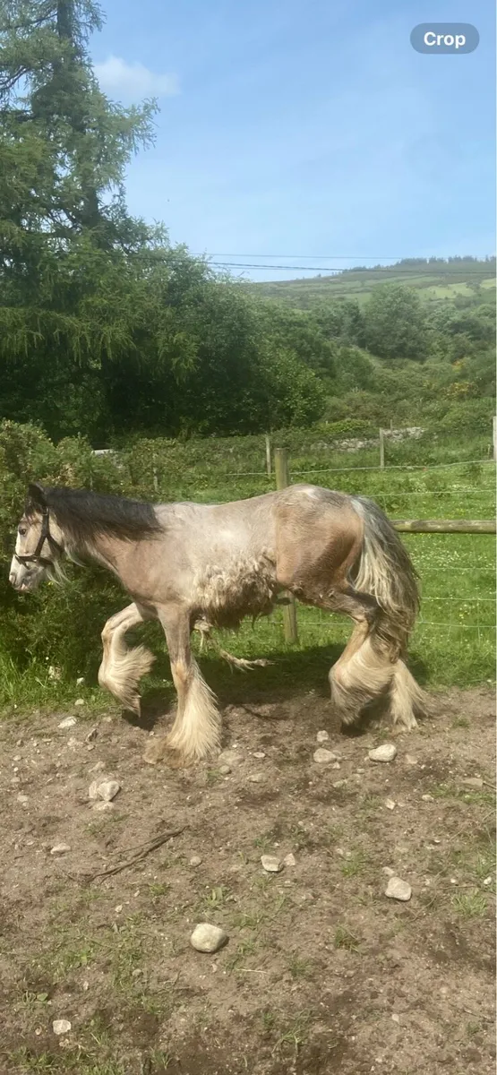 Horse - Image 2