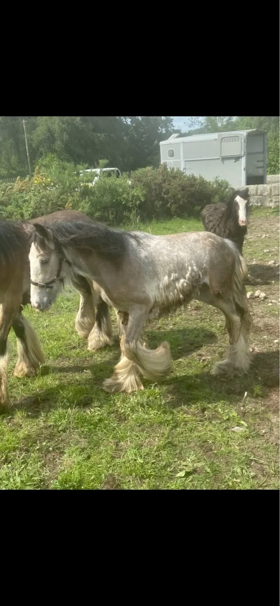 Horse - Image 3