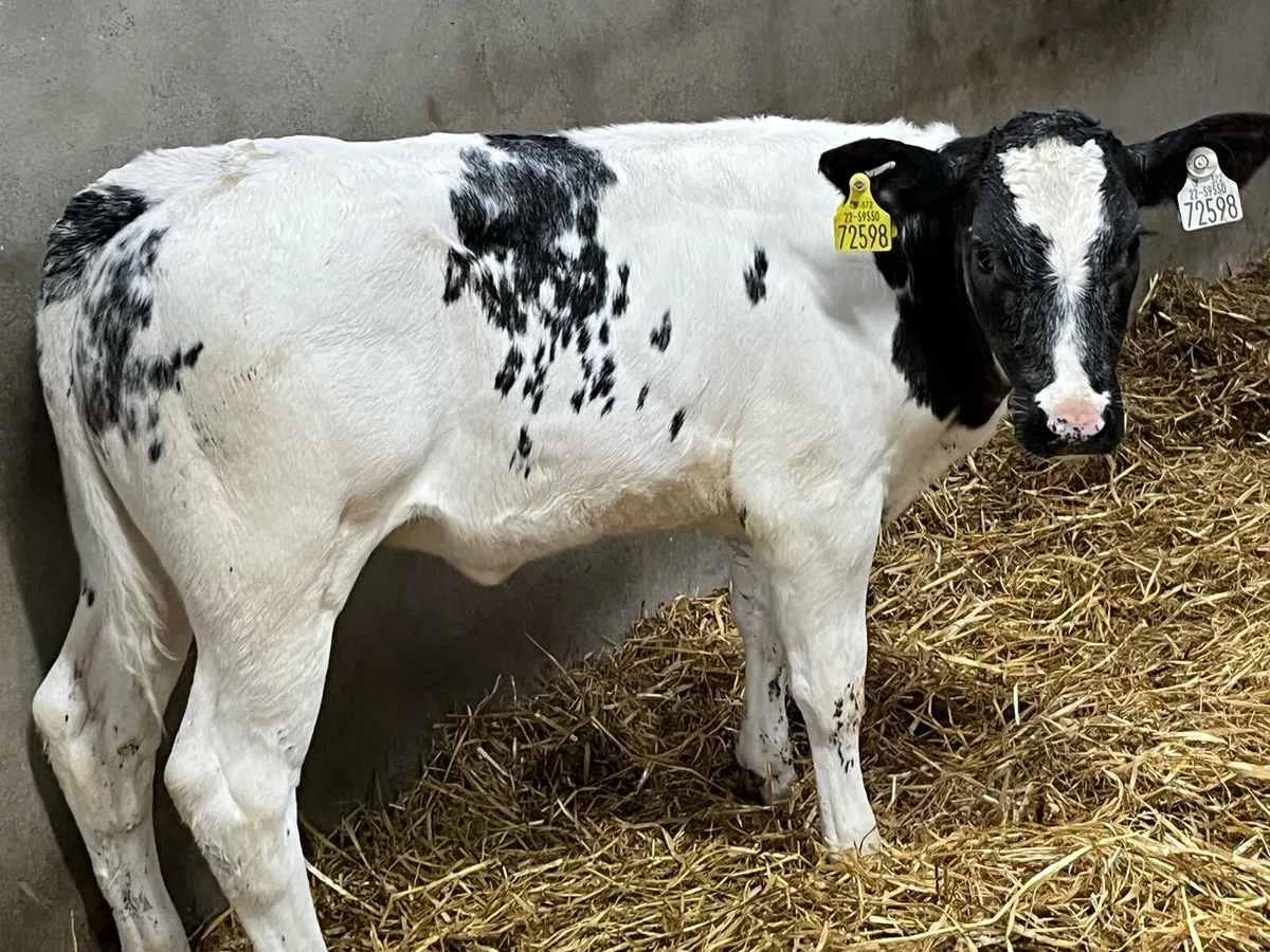 Real Super BB Heifer Runners - Image 1