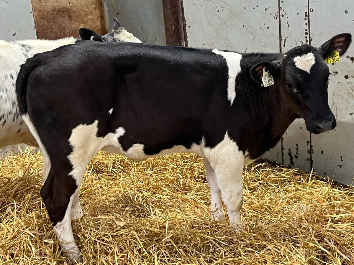 Real Super BB Heifer Runners - Image 2
