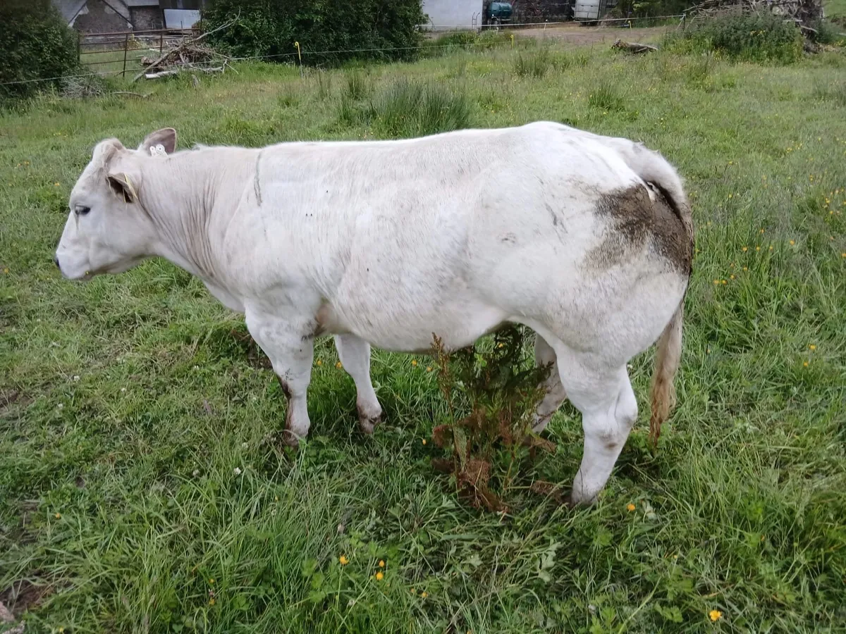 Heifers for Roscrea mart - Image 2