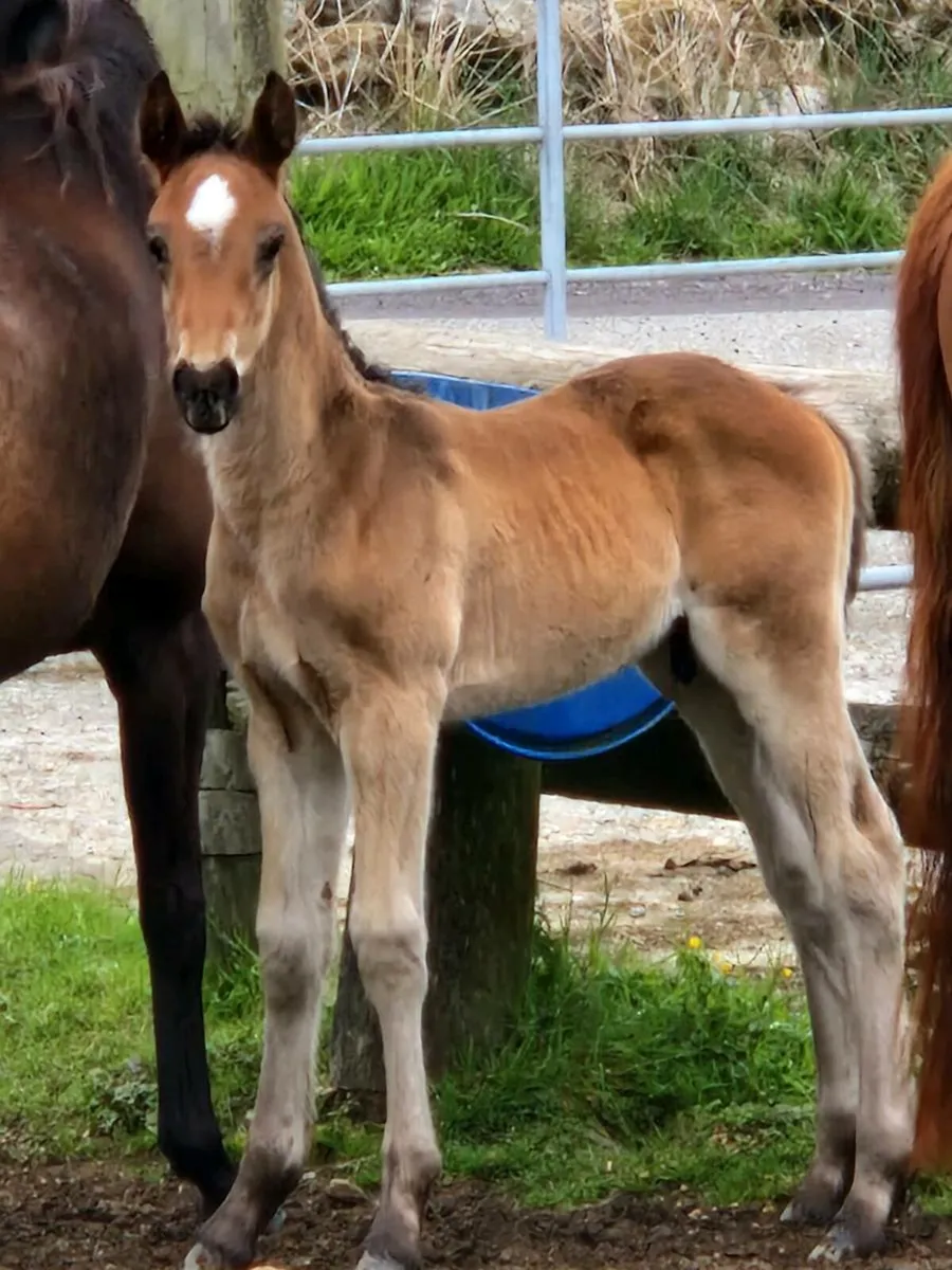 Brood mare just foaled - Image 2
