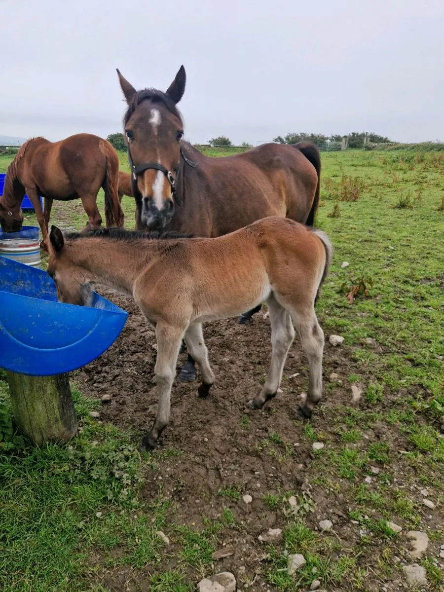 Brood mare just foaled - Image 1