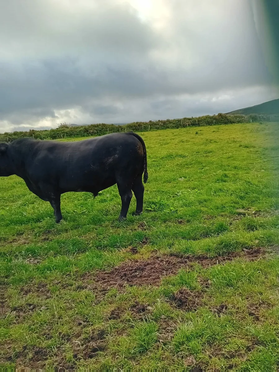Pedigree Aberdeen Angus Bull 5 star - Image 3
