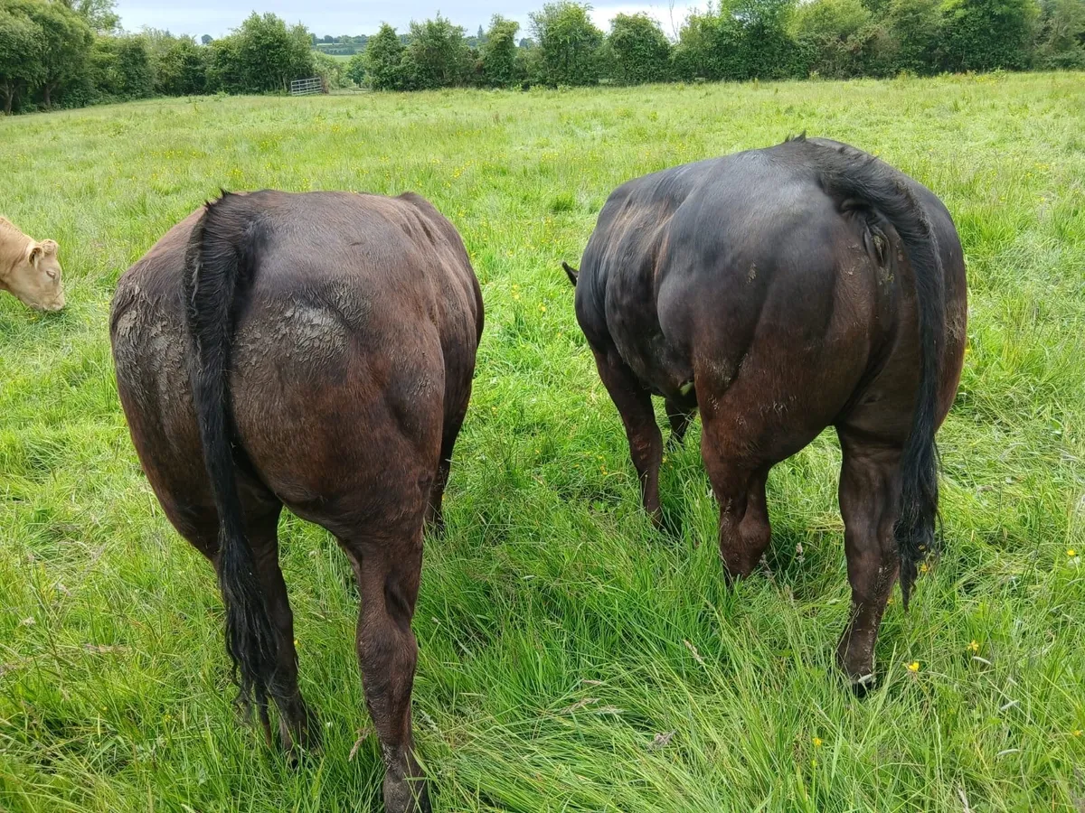 Heifers for Roscrea mart - Image 3