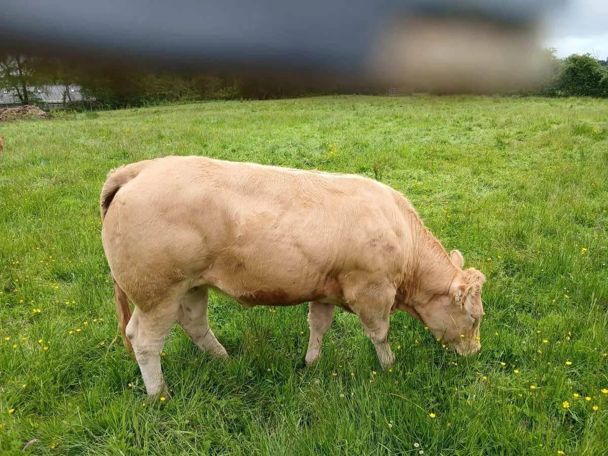 Heifers for Roscrea mart - Image 4