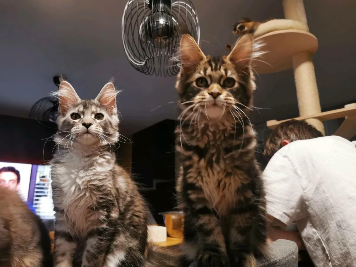 TICA Registered maine coon kittens - Image 4
