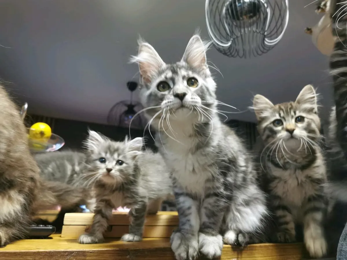 TICA Registered maine coon kittens - Image 1