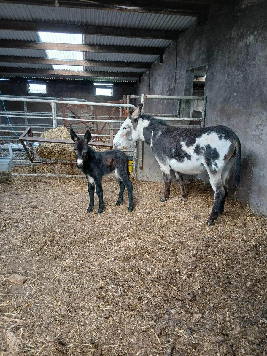 4 year old Piebald mare donkey with foal - Image 1