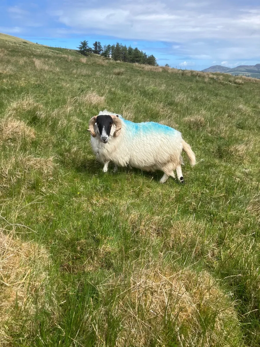 Sheep - Image 1