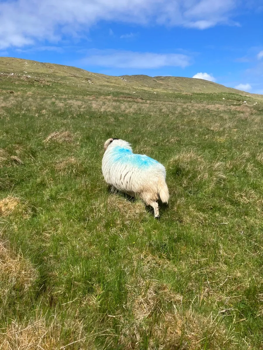 Sheep - Image 2