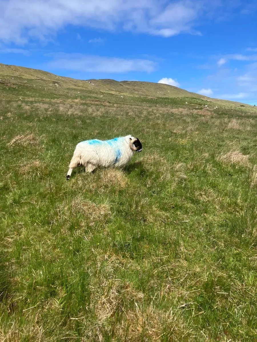 Sheep - Image 3