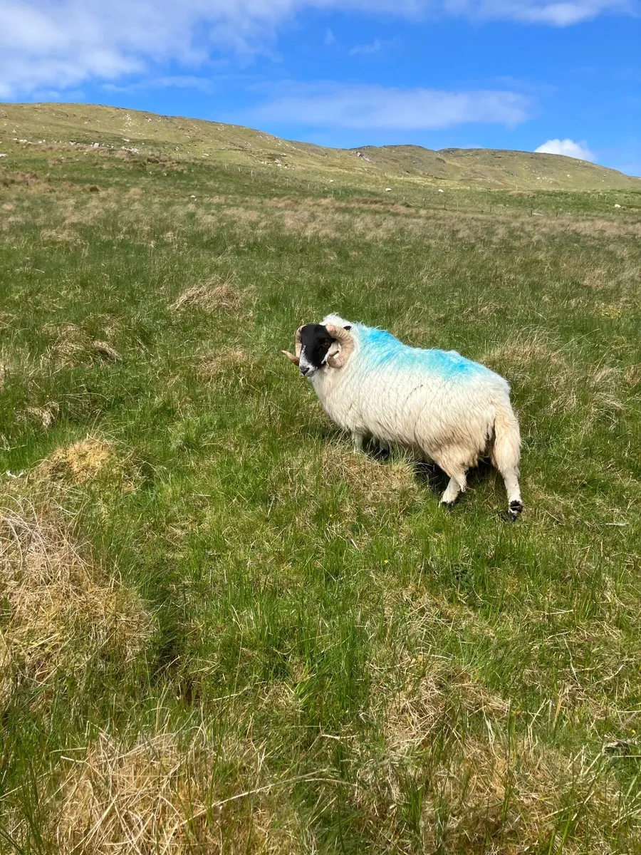 Sheep - Image 4