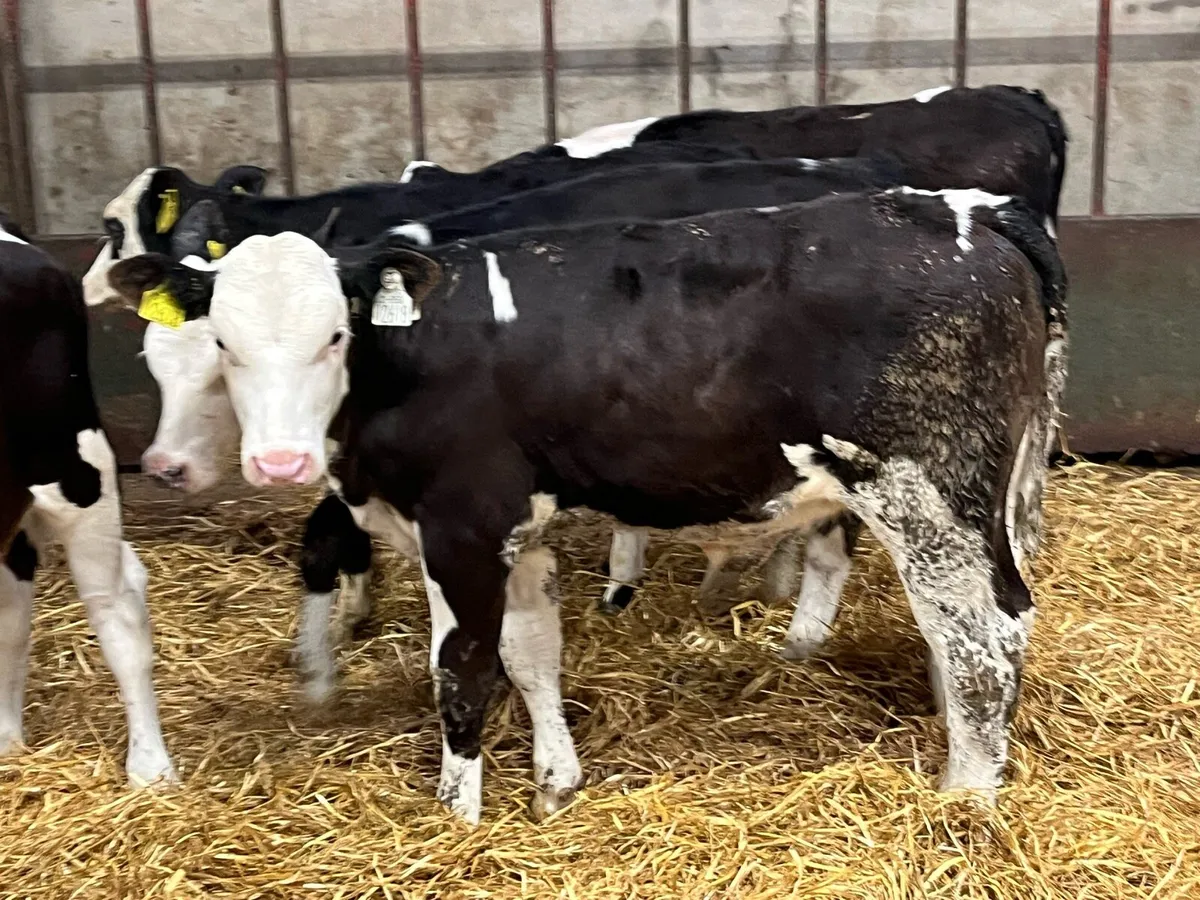 Serious 5/6 Month Old SIM Grass Heifers - Image 1