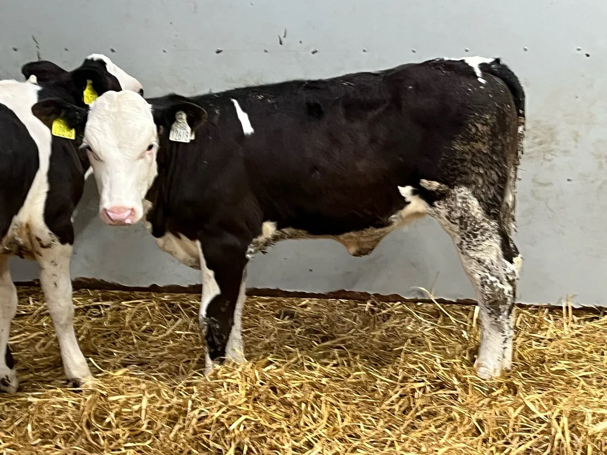 Serious 5/6 Month Old SIM Grass Heifers - Image 2