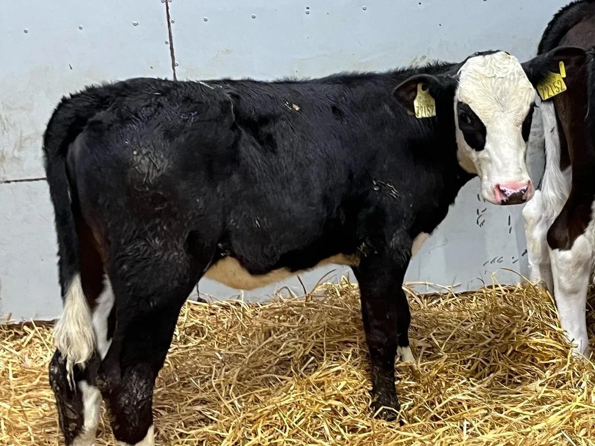 Serious 5/6 Month Old SIM Grass Heifers - Image 3
