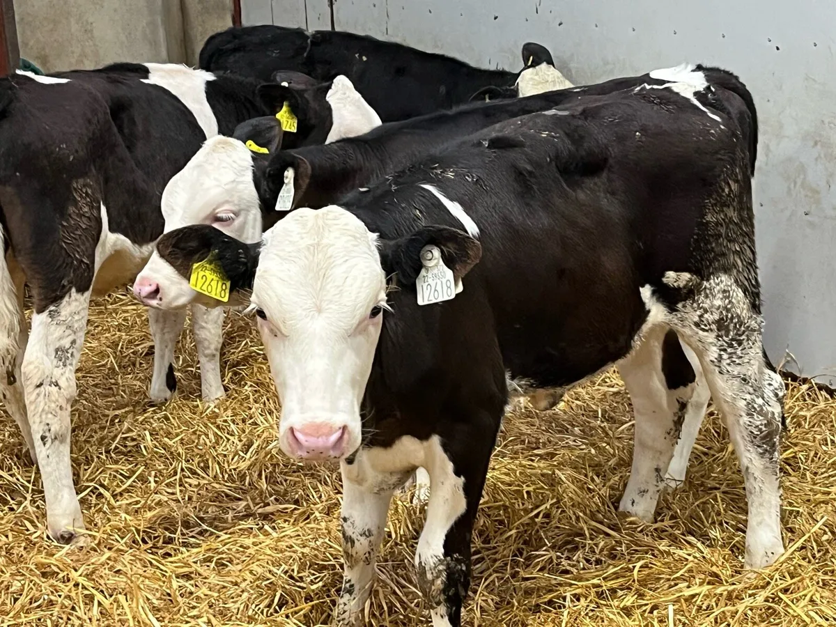 Serious 5/6 Month Old SIM Grass Heifers - Image 4