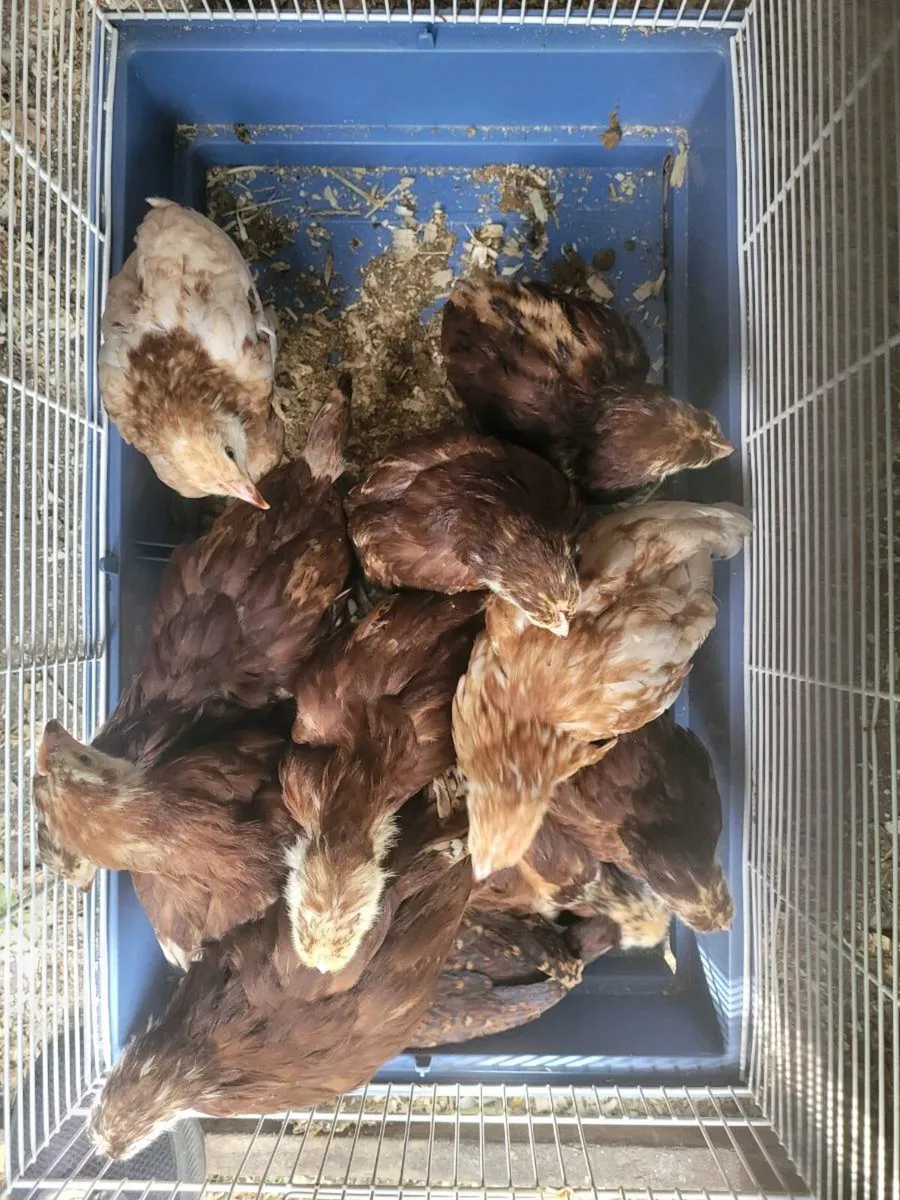 Off heat chicks - Image 1