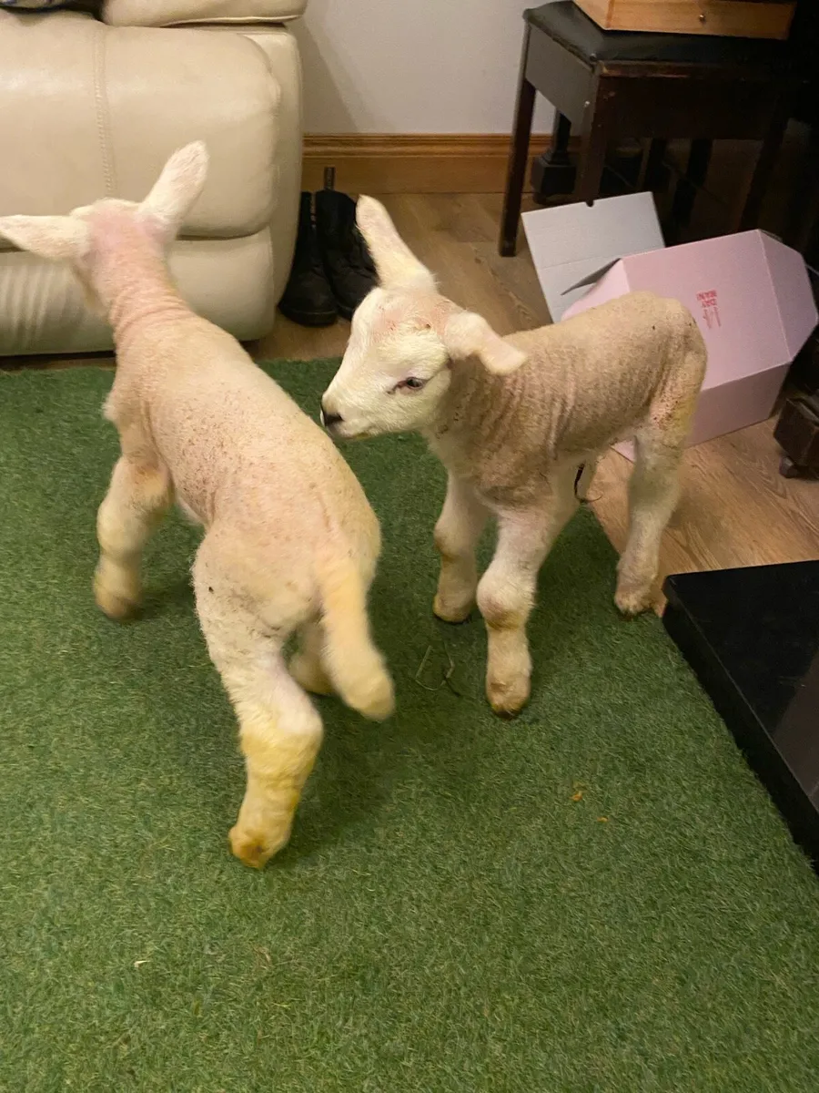 TWO PEDIGREE TEXEL PET FOSTER LAMBS - Image 1