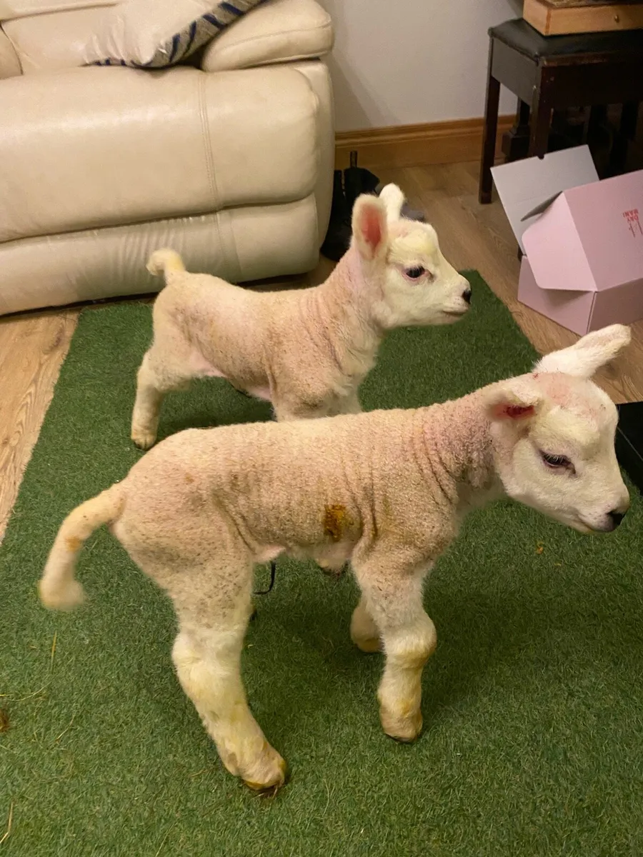 TWO PEDIGREE TEXEL PET FOSTER LAMBS - Image 2