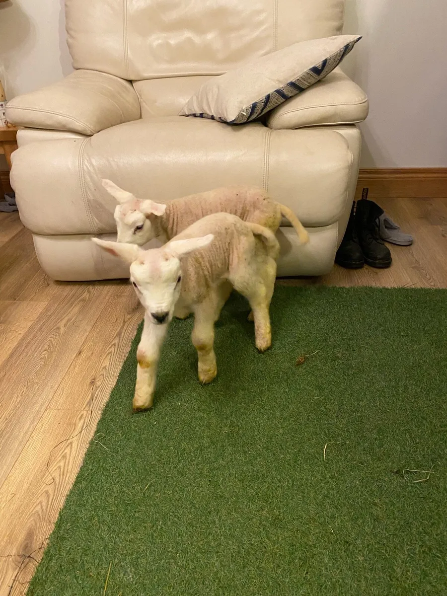 TWO PEDIGREE TEXEL PET FOSTER LAMBS - Image 4
