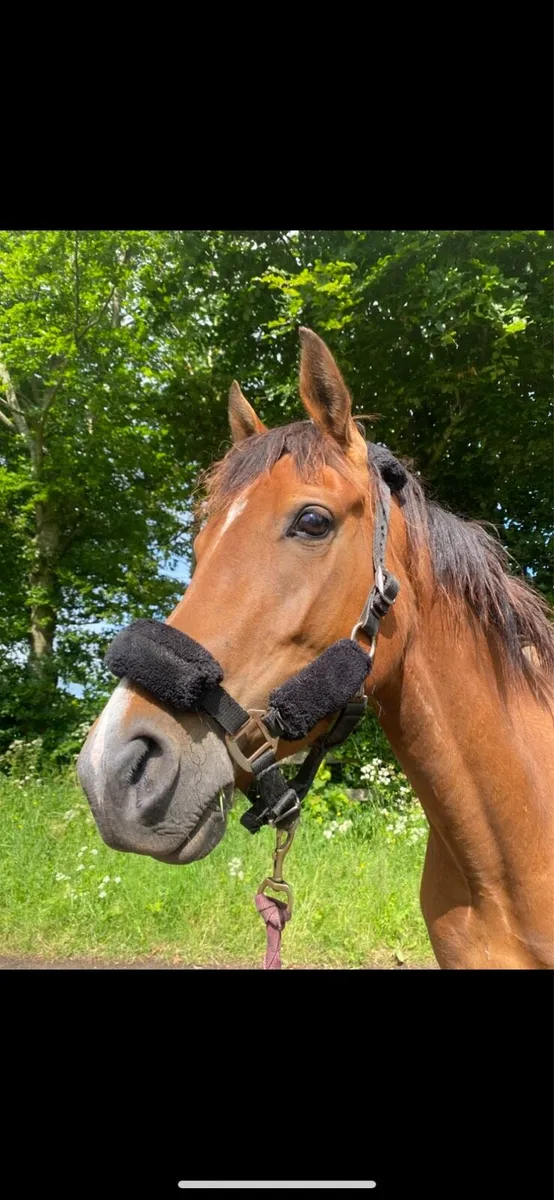 Two 3yo fillies Connemara x - Image 3
