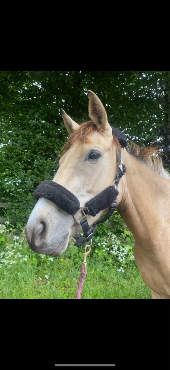 Two 3yo fillies Connemara x - Image 1