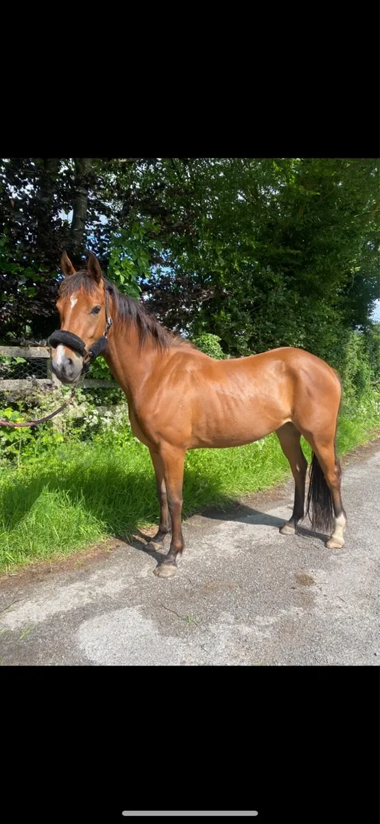 Two 3yo fillies Connemara x - Image 4