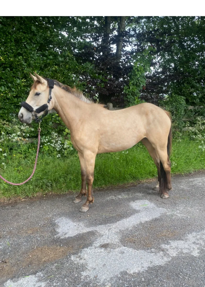 Two 3yo fillies Connemara x - Image 2
