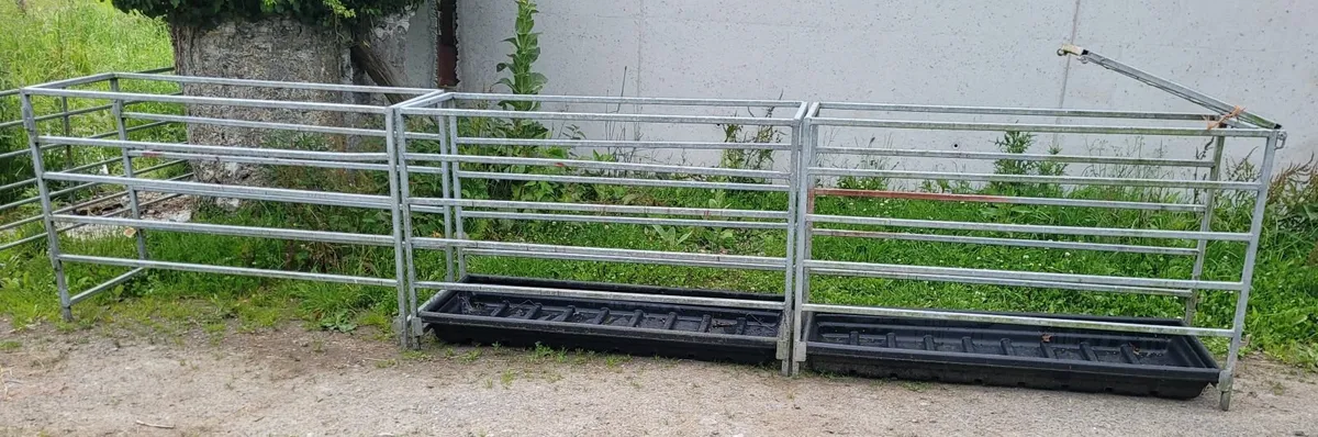 Sheep race - Image 2