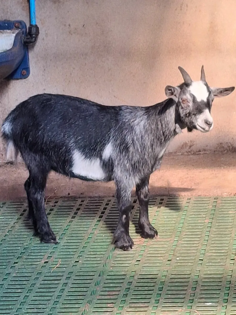 Pygmy goats - Image 3