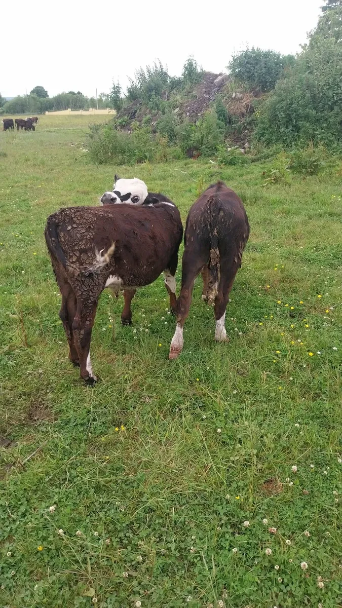 10 Hereford and charolais bull calves - Image 2