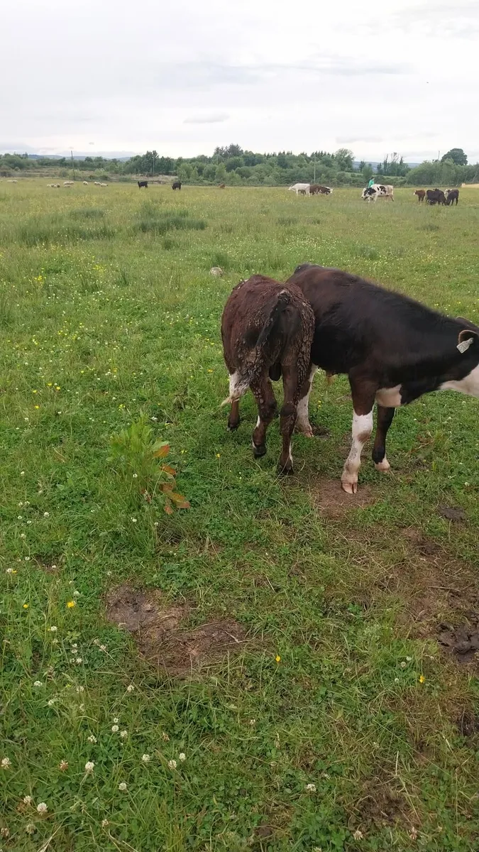 10 Hereford and charolais bull calves - Image 3