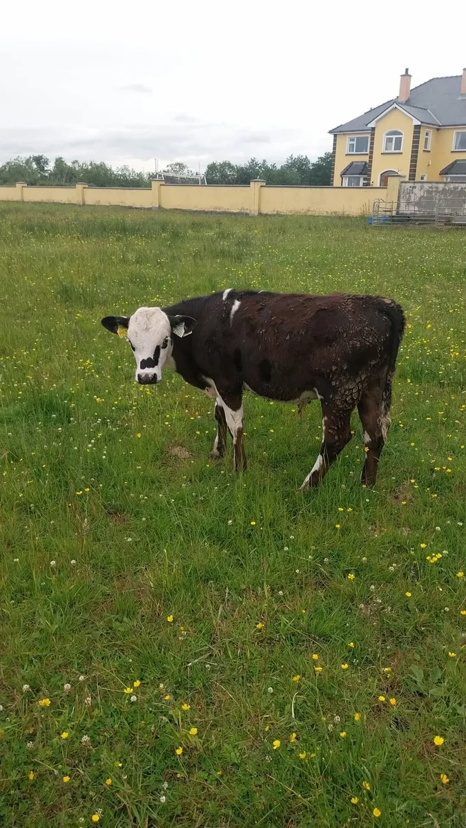 10 Hereford and charolais bull calves - Image 1