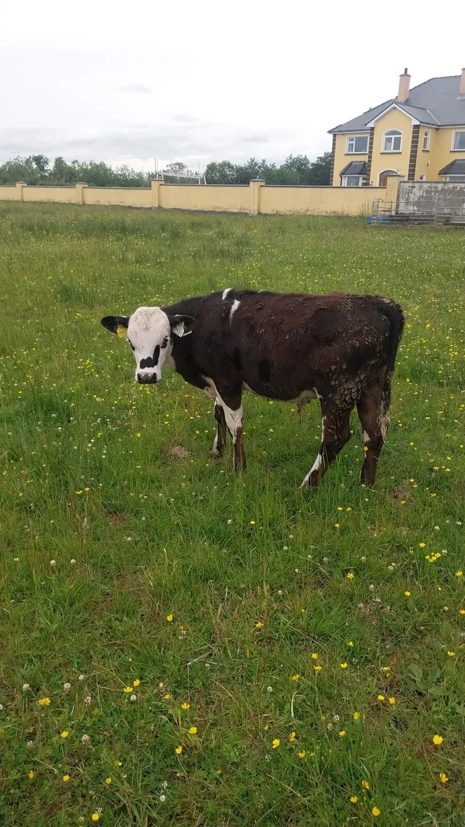 10 Hereford and charolais bull calves - Image 4