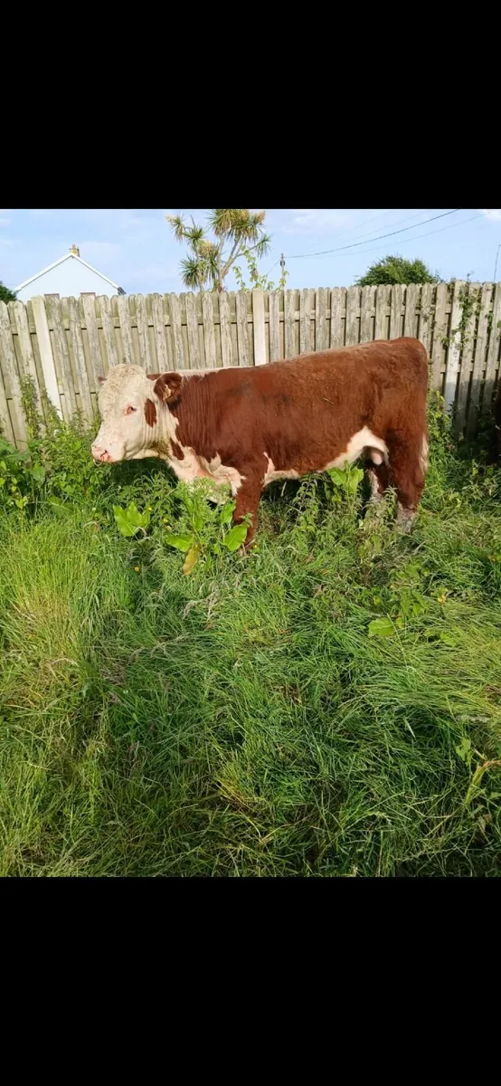 Pedigree hereford bulls - Image 3